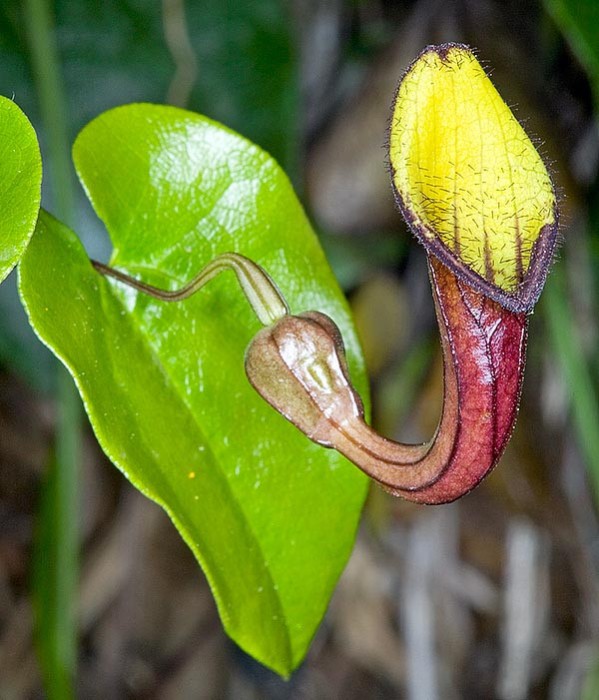 Aristolochia sempervirens - 5 seminte pentru semanat