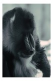 Tablou Canvas, "Meditația unui mandril singuratic", Distant, Contemplative, Mysterious, Majestic, Serene, 26 x 39 cm, CMCLASS