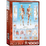 Puzzle 1000 piese The Human Body, Jad