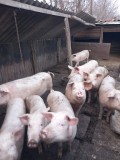 Vand porci 50 .60 kg
