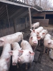 Vand porci 50 .60 kg