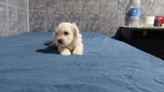 Bichon Maltez - deparazitare, vaccin ?i carnet foto