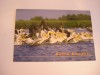 QW24 D - Carte postala - tematica turism - vedere - Delta Dunarii 8, Necirculata, Fotografie, Tulcea