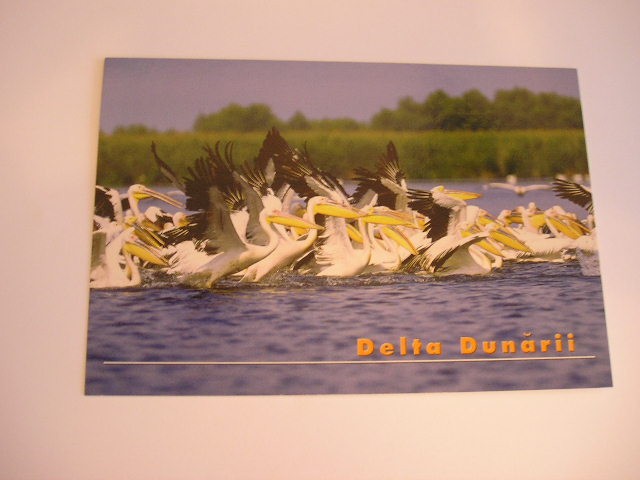 QW24 D - Carte postala - tematica turism - vedere - Delta Dunarii 8