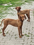 2 Pui Vizsla Maghiară &ndash; 7 luni &ndash; din părinți caini de v&acirc;nătore, pregătiți pentru teren