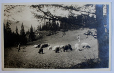 CIOBANI CU OILE PE MUNTE - FOTOGRAFIE TIP CARTE POSTALA , FOTOGRAFUL CURTII G. HEITER - REGHINUL SASESC , MONOCROMA , NECIRCULATA , INCEPUT DE SECOL foto