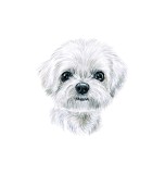 Sticker decorativ Caine Maltese, Alb, 58 cm, 3718ST