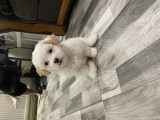 Bichon maltez