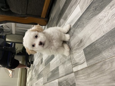 Bichon maltez foto