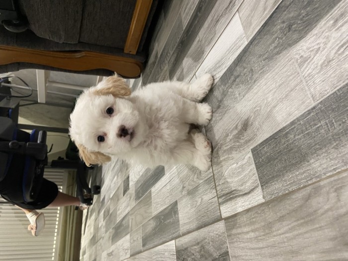 Bichon maltez