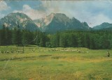 CPI B 11555 CARTE POSTALA - BUSTENI. MUNTII BUCEGI