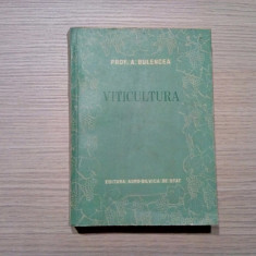 VITICULTURA - A. Bulencea - Agro-Silvica, 1955, 685p.; tiraj: 2100 ex.