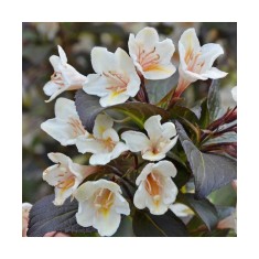 Planta Weigela EBONY AND IVORY Velda PBR C2, ghiveci 2l