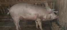 porc crescut bio 150/160kg foto