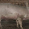 porc crescut bio 150/160kg