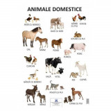 Plansa Animale Salbatice