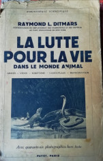 La lutte pour la vie dans le monde animal foto