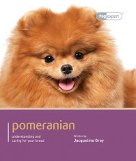 Pomeranian foto