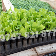 Vand rasad de salata verde si alte rasaduri de legume