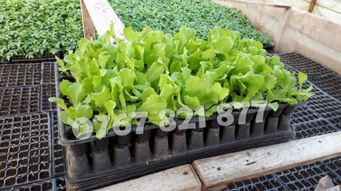 Vand rasad de salata verde si alte rasaduri de legume