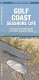 Gulf Coast Seashore Life: A Waterproof Folding Guide to Familiar Animals &amp; Plants