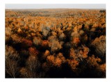 Tablou Canvas, "Pădurea &icirc;n straie de toamnă", Toamnă, Pădure, Culori, Frunze, Arbori, Peisaj, Natură, Apus, Lumină, Umbră, 39 x 26 cm, CMCLASS