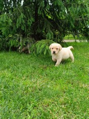 Labrador retriever
