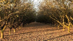 Pachet-tratament pomi fructiferi in repaus vegetativ foto