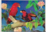 bnk cp IMCO - Carte postala 3D - papagali