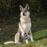 Balto &ndash; Orteză pentru picioarele anterioare pentru c&acirc;ini M