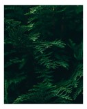 Tablou Canvas, "Pădurea ad&acirc;ncă &icirc;n lumină verde", Frunze, Verde, Textură, Natură, Vitalitate, Prospețime, Vegetație, 26 x 39 cm, CMCLASS