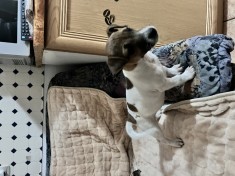 catelusa Jack Russel Terrier foto