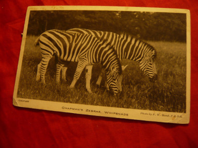 Ilustrata Gradina Zoo Whipsnade Anglia -Fauna- Zebra 1936 ,circulatie ulterioara foto