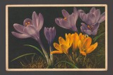 CPIB 20806 FELICITARE - CROCUS HYBRIDUS HORT, THOR SI GYGER, Necirculata, Printata