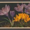 CPIB 20806 FELICITARE - CROCUS HYBRIDUS HORT, THOR SI GYGER