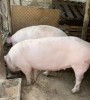 Vand porc crescut natural