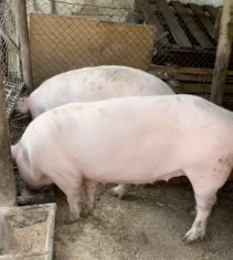 Vand porc crescut natural
