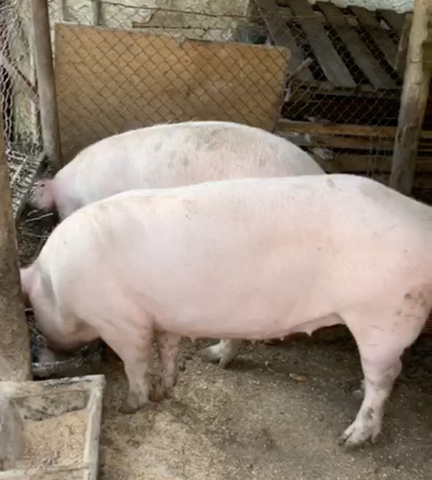 Vand porc crescut natural