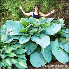 2 plante Hosta T Rex - frunze grandioase - flori albe- ajunge la o inaltime de 1m! +transport gratuit