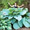 2 plante Hosta T Rex - frunze grandioase - flori albe- ajunge la o inaltime de 1m! +transport gratuit
