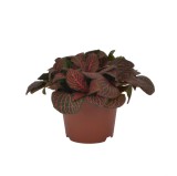 Planta interior - Fittonia (planta mozaic) mix, Versay, D 8.5 cm