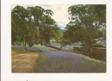 AU1 - Carte Postala - AUSTRALIA - Flowering salvation Jane , Circulata 1971, Fotografie