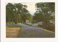 AU1 - Carte Postala - AUSTRALIA - Flowering salvation Jane , Circulata 1971 foto