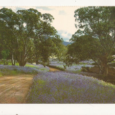 AU1 - Carte Postala - AUSTRALIA - Flowering salvation Jane , Circulata 1971