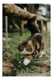 Tablou Canvas, "Motanul explorator &icirc;n grădină verde", Felină, Blană, Verdeață, Natural, Eleganță, Curiozitate, Mustăți, Lăbuțe, Privire, Explorare, 26