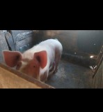 Porci de v&acirc;nzare crescuți bio