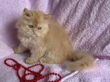 Motănel Scottish Straight Longhair, cream-orange, deține Pedigree