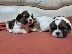 Pui shih tzu foto