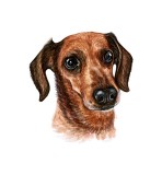 Cumpara ieftin Sticker decorativ Caine Dachshund, Maro, 55 cm, 3714ST, Oem