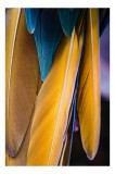 Tablou Canvas, "Armonia culorilor naturale &icirc;n penaj", Pene, Albastru, Galben, Textură, Suavitate, Colorat, Detaliu, Elegant, Contrast, Frumusețe, 26 x